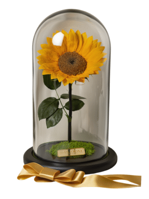 Girasol XXL